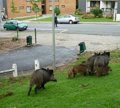 Cinghiali in città - Sus Scrofa